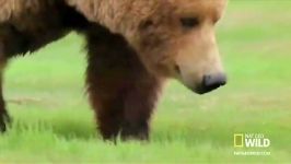 خرس گریزلی، نیرومندترین شكارچی جهان