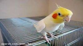 طوطی عروس هلندی Cockatiel