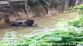 کشتن گوریل در باغ وحش بعد افتادن کودک 4 ساله