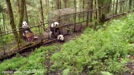 مستند بازگشت به خانه Pandas The Journey Home 2014