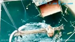 عملیات نجات پلنگی تو چاه 18 متری در هند گیر کرده بود