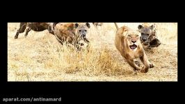 درگیری جدال وحشیانه شیرها کفتارها بر سر غذا