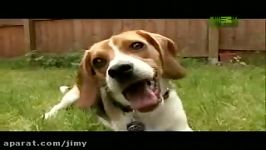 Beagle  Dogs 101