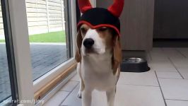 Funny Beagley Things Why You Should Get A Beagle Dog