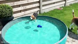 Funny Beagley Things Why You Should Get A Beagle Dog