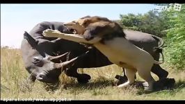 کشتن فیل بالغ کرگدن بالغ توسط شیر تنها