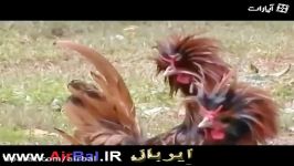 مرغ خروس نژاد لهستانی Polish Fowl