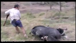 حمله ناگهانی گراز وحشی به شکارچی کشته شدن گراز