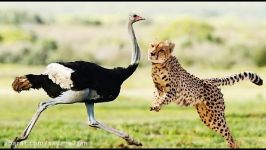 شکار وحشیانه خونین شتر مرغ توسط یوزپلنگ چالاک