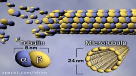 میکروتوبول یا ریز لوله Microtubule