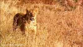 مستندWILDLIFE IN SERENGETI پارت یكHD