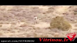 دیده شدن هیولای انسان نما در صحرای پرتغال مجله ویترینو