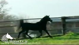 اسب عرب سیلمی خالص