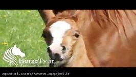 کره اسب عرب مادیان عرب اصیل زیبا
