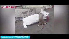 جنگ نبرد دیدنی بین موش گربهکلیپ جالب دیدنی