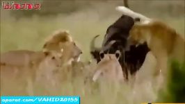 جنگ نبرد دیدنی بین 5 شیر وحشی یک گاومیش