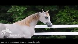 اسب عرب سیلمی بسیار زیبا اسم سیلمی نادرالشقب