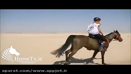 اسب سواری استقامت اسب عرب  بخش سوم