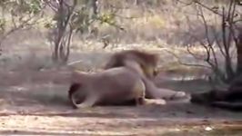 شکار لاشخور توسط شیر نر