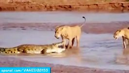 جنگ نبرد تماشایی بین تمساح دریا شیرهای درنده