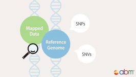 siRNA Pathway