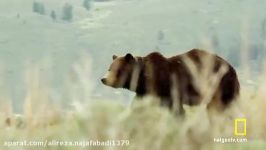 یلو استون نخستین پارک جهانی تاریخ YellowStone