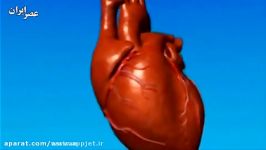 سلول های بنیادی به کمک درمان بیماری های قلبی می روند