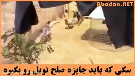 به این سگ باید جایزه صلح نوبل بدن