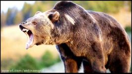 شکار وحشتناک خونین بوفالو توسط خرس گریزلی غول پیکر