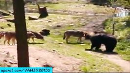 جنگ نبرد دیدنی بین 4 گرگ وحشی خرس گریزلی