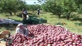 برداشت سیب روستای النی مشکین شهر