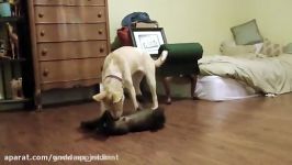 Baby Wolf vs Baby Dog