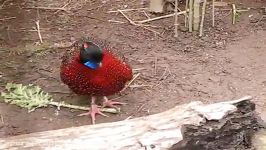 frontal courtship of a tragopan satyra