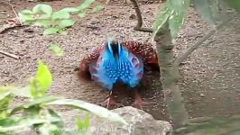 courtship of a Teminck Tragopan