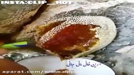 کی الانه عسل می خواد