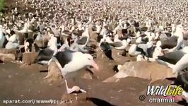 شکار جوجه های پرندگان توسط عقاب کارا کارا