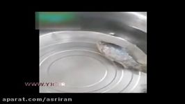 زنده شدن ماهی بعد انجماد