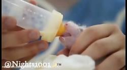 شیر دادن به نوزاد تازه متولد شده پاندا