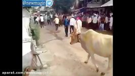 پرش جالب گاو روی مرد در حالت ایستاده