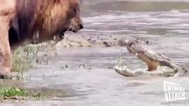 مرگبارترین مبارزه شیر در مقابل تمساح غول پیکر
