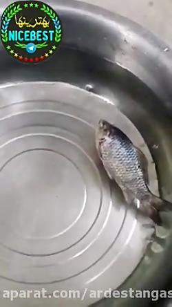زنده شدن ماهی بعد انجماد در نیتروژن مایع