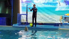 Dolphin shows  رقص نهنگ سفید موبی دیک در تبریز