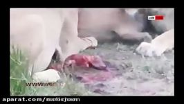 زنده خواری خوک باردار در آوردن بچه شکمش توسط شیرها