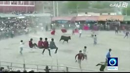 9 مجروح در حمله گاوها در فستیوالی در پرو