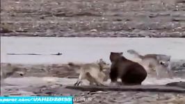 جنگ نبرد دیدنی بین گرگ ها خرس گریزلیجالب دیدنی