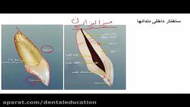 آشنایی ساختار داخلی دندانها در نرم افزار دندانسازی