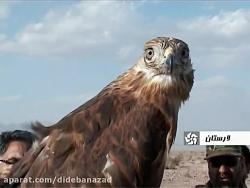 آزادسازی تعدا 5 عقاب در دامان طبیعت محافظت شده توسط حسی