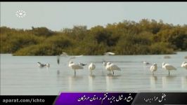 جزیره حرا قشم