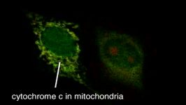 مرگ برنامه ریزی شده سلول Apoptosis