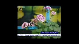 ترانه زیبای لکی نام دالکه شبکه افلاک